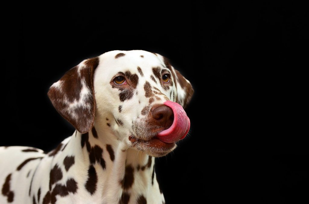 Dog Poop Pickup in Bloomfield Hills