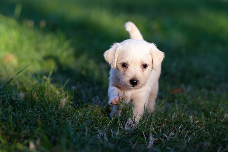 Dog Poop Pickup in Bloomfield Hills