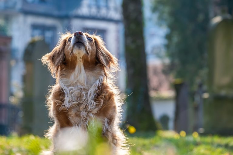 Dog Poop Pickup in Bloomfield Hills