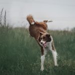 Dog Poop Pickup in Bloomfield Hills
