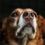 Dog Poop Pickup in Bloomfield Hills