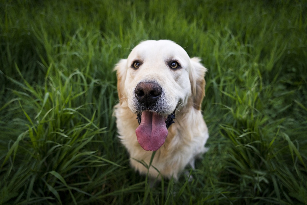 Dog Poop Pickup in Birmingham