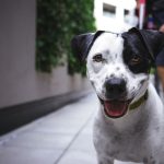 Dog Poop Pickup in Bloomfield Hills