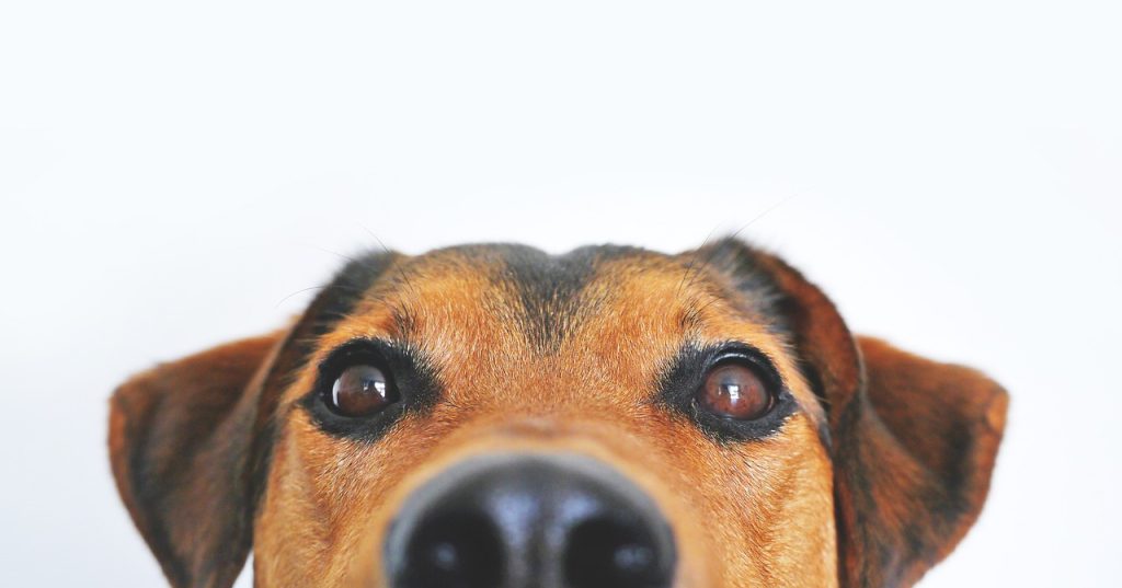 Dog Poop Pickup in Bloomfield Hills