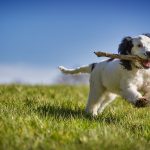 Dog Poop Pickup in Bloomfield Hills