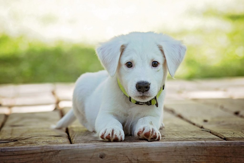 Dog Poop Pickup in Bloomfield Hills