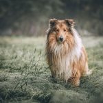 Dog Poop Pickup in Bloomfield Hills