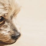 Dog Poop Pickup in Bloomfield Hills